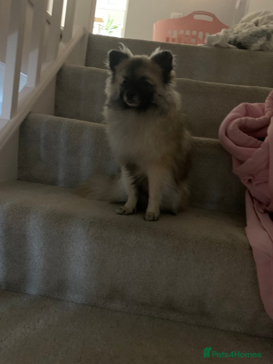Pomeranian dogs for stud: 2kg, KC Registered, Proven, Pomeranian  in Cardiff - Advert 5