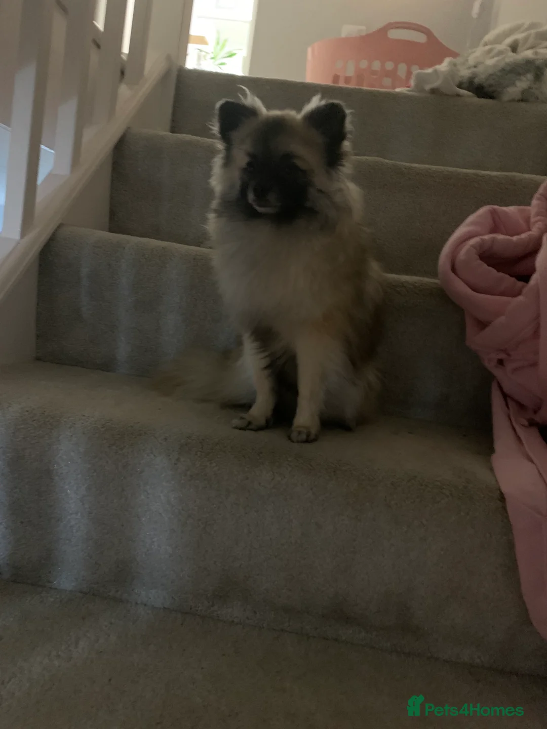 Pomeranian dogs for stud: 2kg, KC Registered, Proven, Pomeranian  in Cardiff - Advert 5