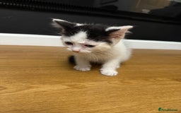 Ragdoll cats for sale: Tuxedo Ragdoll mix kittens - Image 3