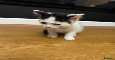 Ragdoll cats - Advert 13