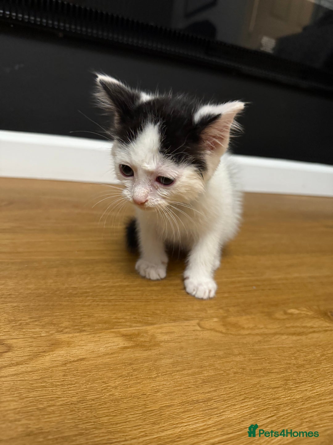 Ragdoll cats for sale: Tuxedo Ragdoll mix kittens - Image 3