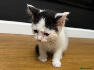 Ragdoll cats Tuxedo Ragdoll mix kittens 1boy 1girl left - Advert 6