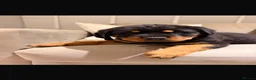 Rottweiler dogs for sale: OUTSTANDING QUALITY GERMAN ROTTWEILER PUPPIES  - Advert 10