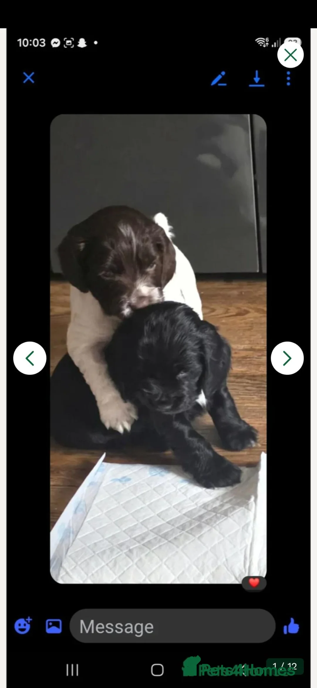 Cocker Spaniel dogs for sale: Liver white cocker spanie male - Advert 2