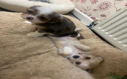 Mixed Breed dogs for sale: Ready to collect  - Advert 11