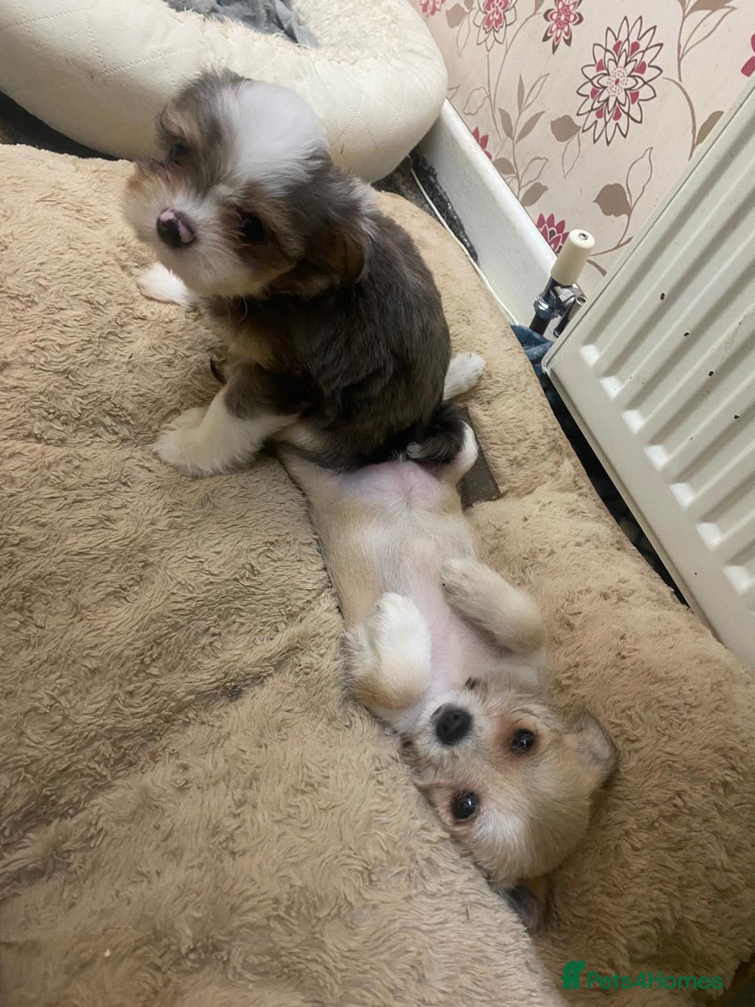 Mixed Breed dogs for sale: Ready to collect  - Advert 11