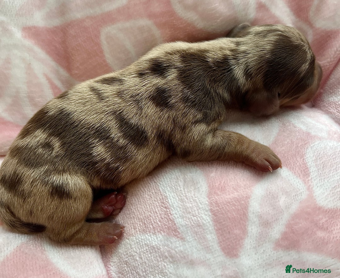 Miniature Dachshund dogs for sale: Miniture dashaund puppies long haired and dapple - Image 14