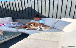 Cavalier King Charles Spaniel dogs for sale: Stunning King Charles Cavalier pups - Image 5