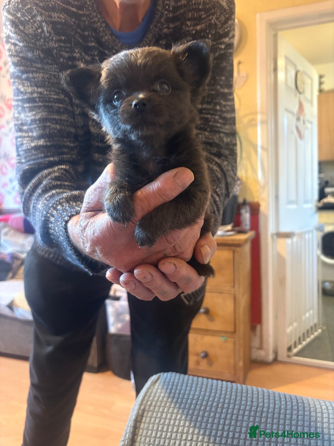 Chihuahua dogs for sale: Pedigree chihuahua puppies last 2 boys  - Image 5