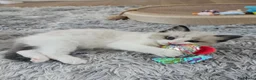 Ragdoll cats for sale: Ragdoll Tica Pedigree kittens - Advert 14