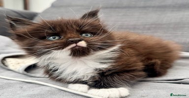 Maine Coon cats - Advert 5