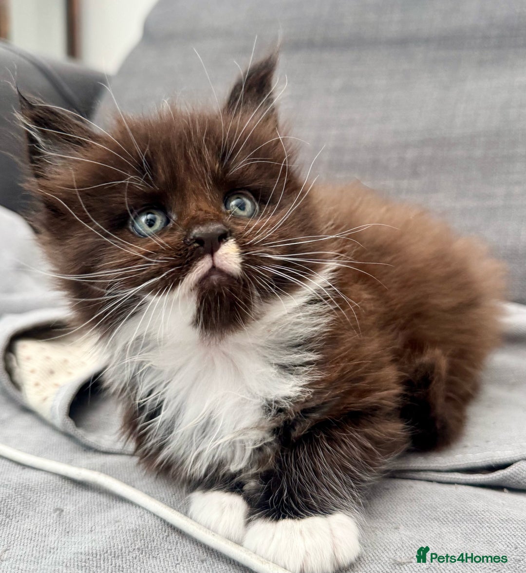 Maine Coon cats for sale: Champions- Bloodline Purebred Maine Coon Kittens  - Advert 3