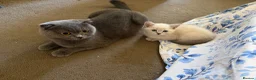 Scottish Fold cats for sale: Beautiful Male Kitten Looking for a Loving Home - Advert 1