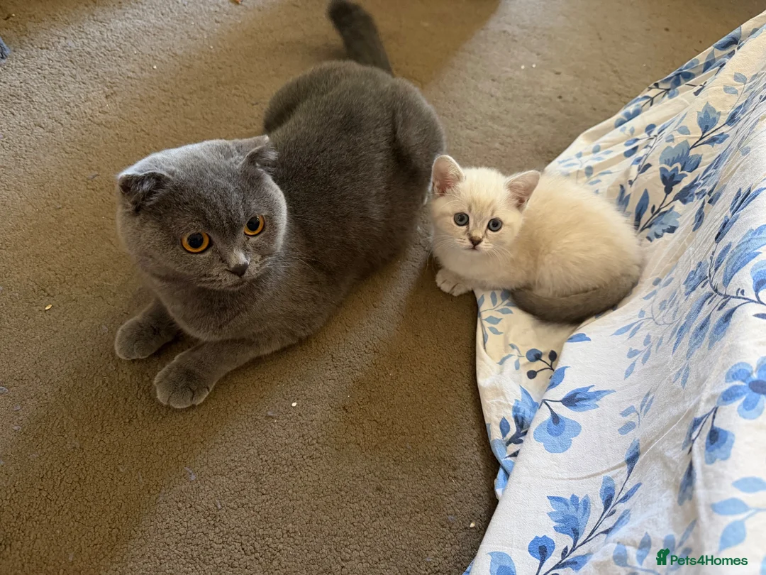 Scottish Fold cats for sale: Beautiful Male Kitten Looking for a Loving Home - Advert 1