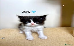 Persian cats for sale: Pure breed Rare Colours Gorgeous Persian Kittens  - Image 5