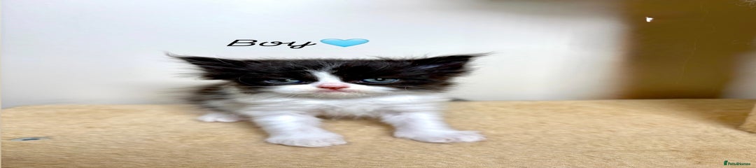 Persian Kitten 5
