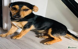 Jack Russell dogs for stud: Miniature Jack Russell for Stud  - Image 1