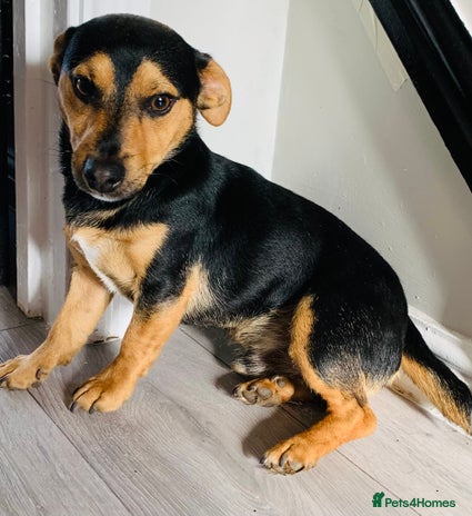 Jack Russell dogs - Advert 1