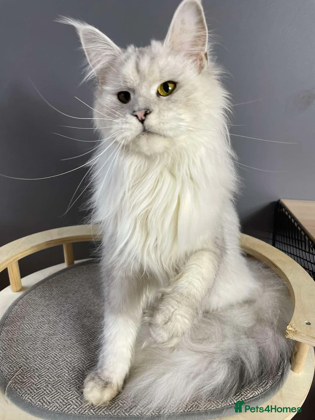 Maine Coon cats for sale: Sora absolutely stunning shaded girl  - Advert 2