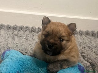 Pomeranian dogs READY 23RD December Pomeranian Puppy’s - Advert 11