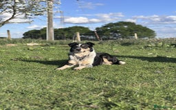 Border Collie dogs for sale: Border collie puppies  - Image 11