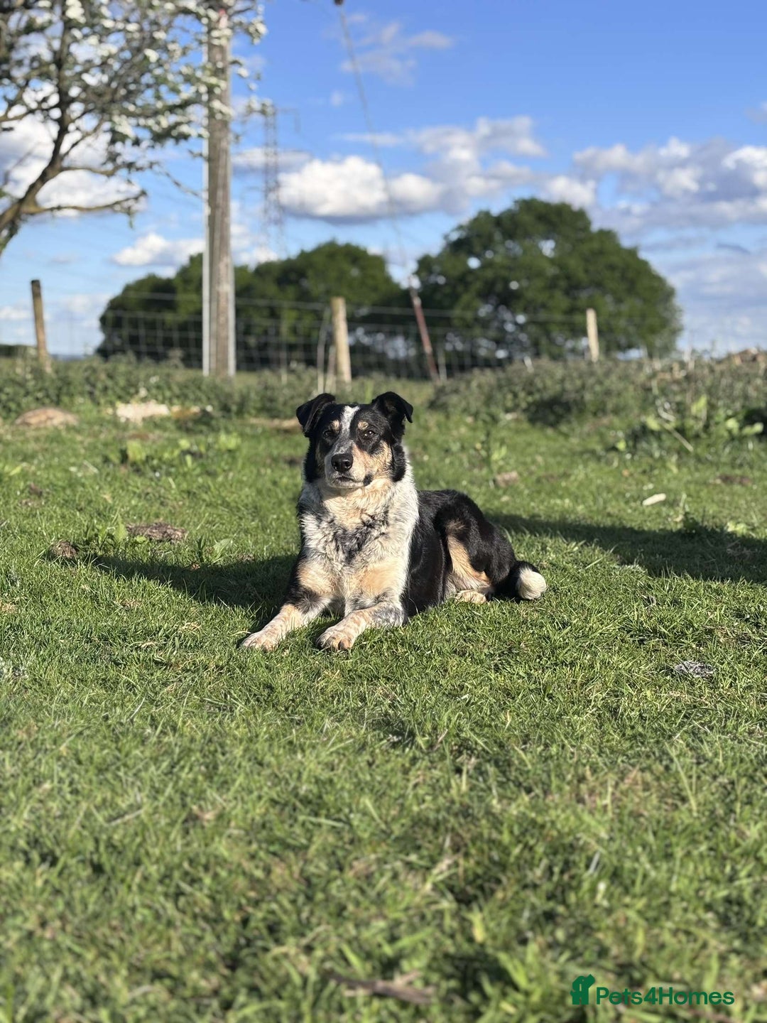 Border Collie dogs for sale: Border collie puppies  - Image 11