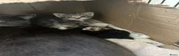Domestic Shorthair cats for sale: 4 Beautiful Domestic Shorthair Kittens  - Advert 4
