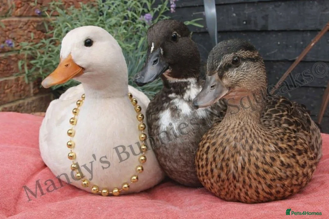 Ducks poultry for sale: Female mini call ducklings - Advert 5