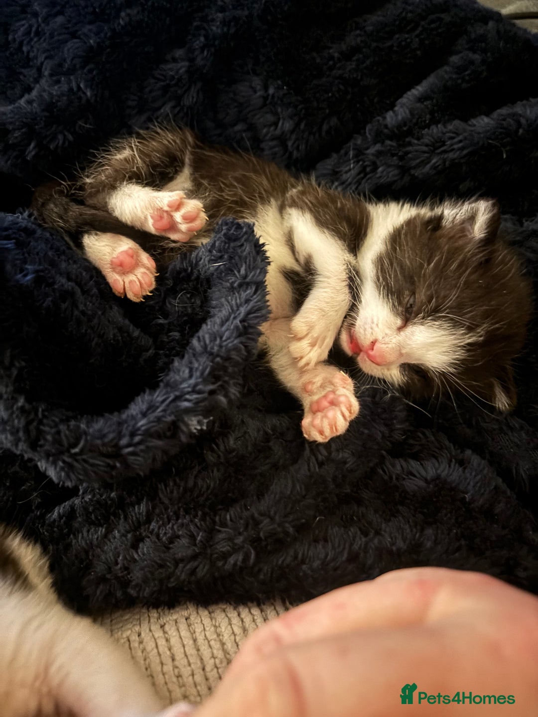 British Shorthair cats for sale: Four hand reared kittens Please read the info - Advert 20