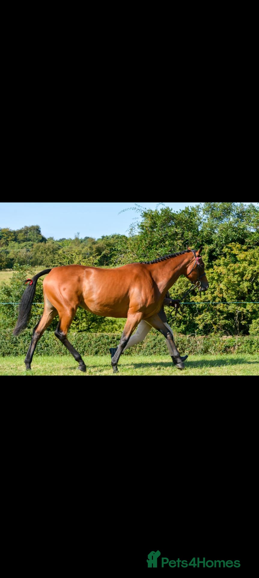 Irish Thoroughbred horses Beautiful Old Fashioned Stamp Mare - Advert 1