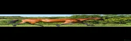 Irish Thoroughbred horses for sale: Beautiful Old Fashioned Stamp Mare in Preston - Advert 1