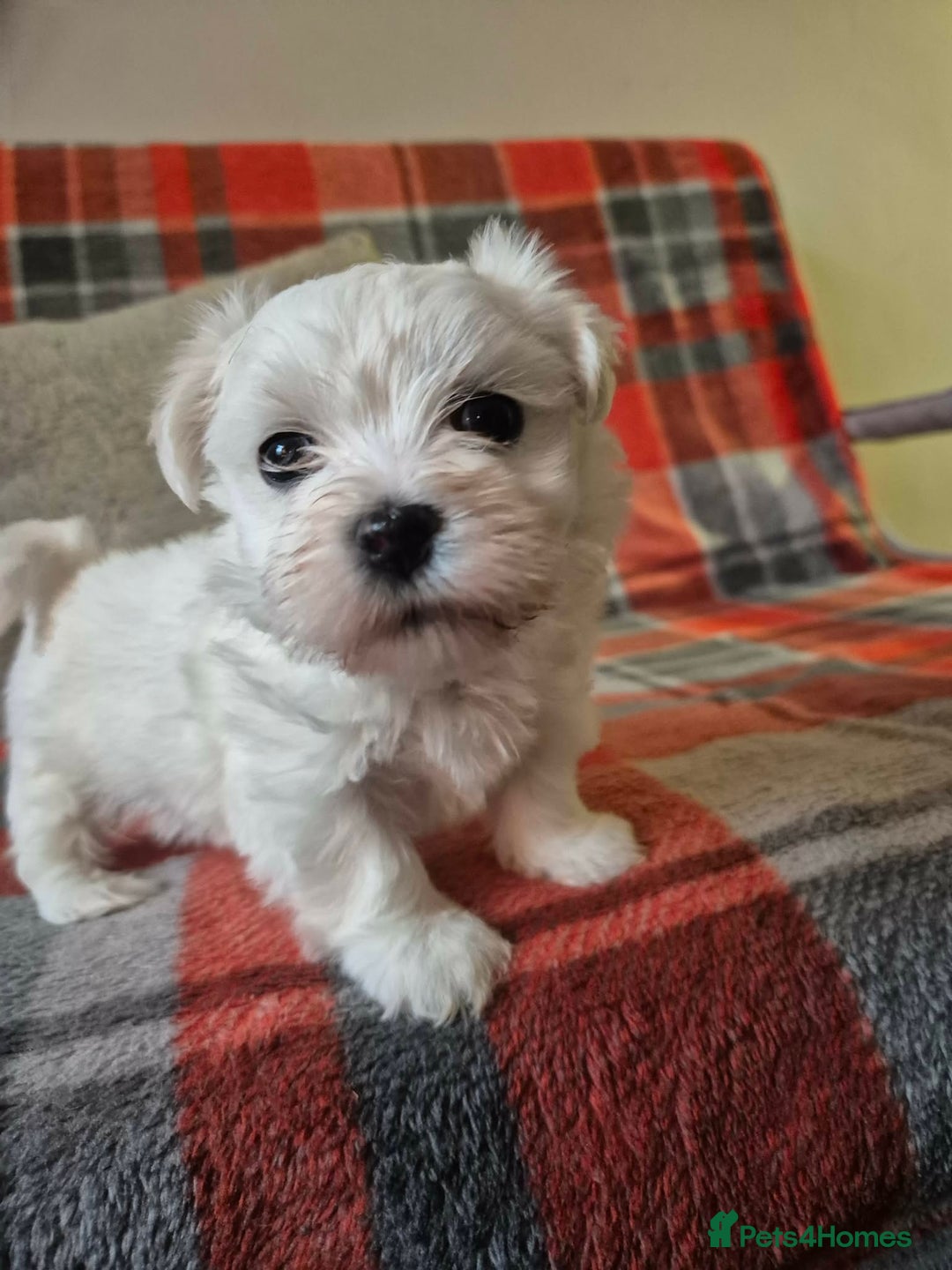 Bichon Frise dogs for sale: Bichon Frise - Advert 4