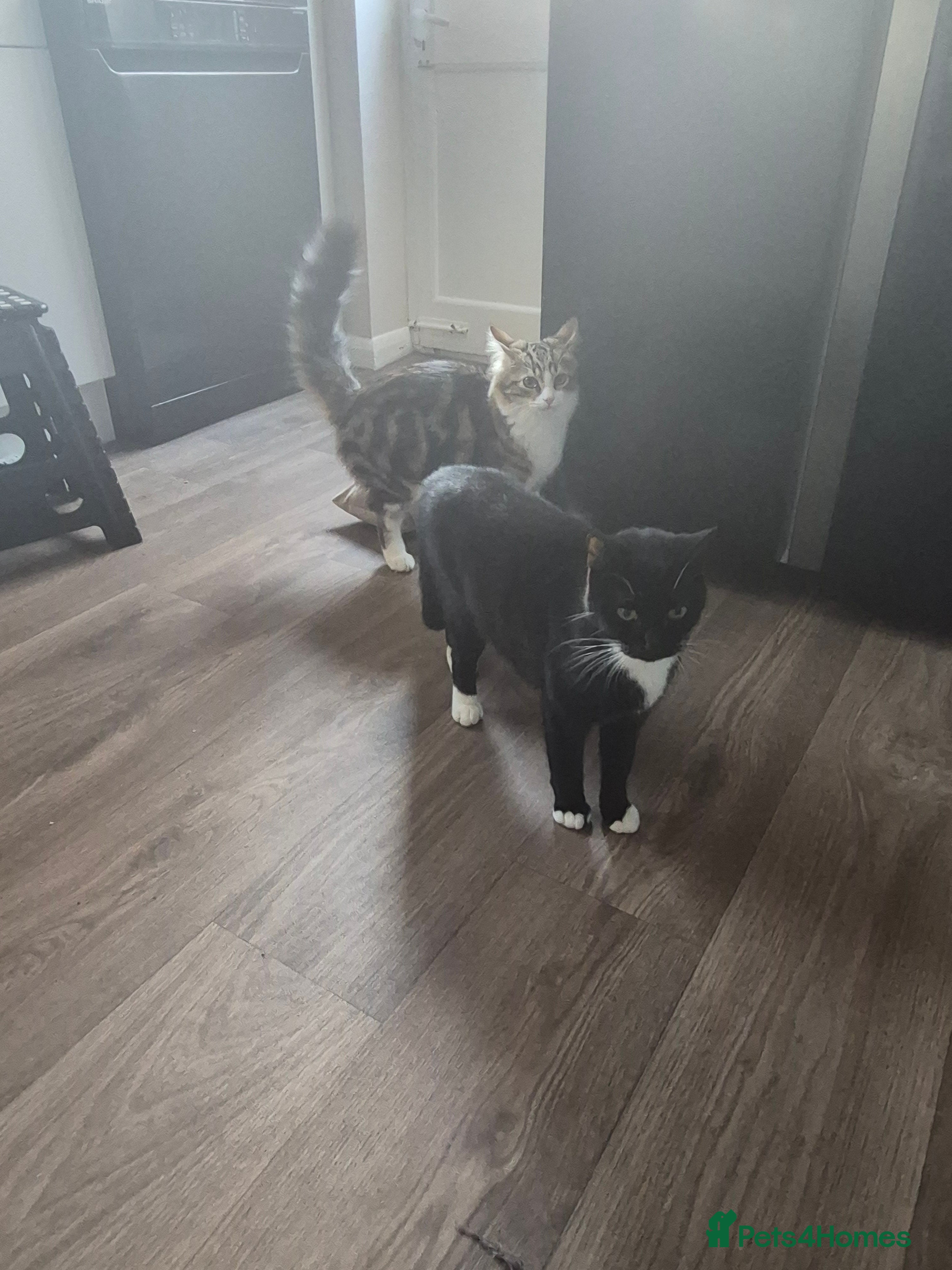 Mixed Breed cats 3 beautiful kitten very dark brown/black - Advert 10