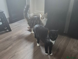 Mixed Breed cats 3 beautiful kitten very dark brown/black - Advert 1