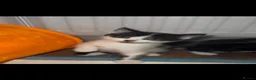Mixed Breed cats for sale: X2 black and white male kittens in Mexborough - Advert 3