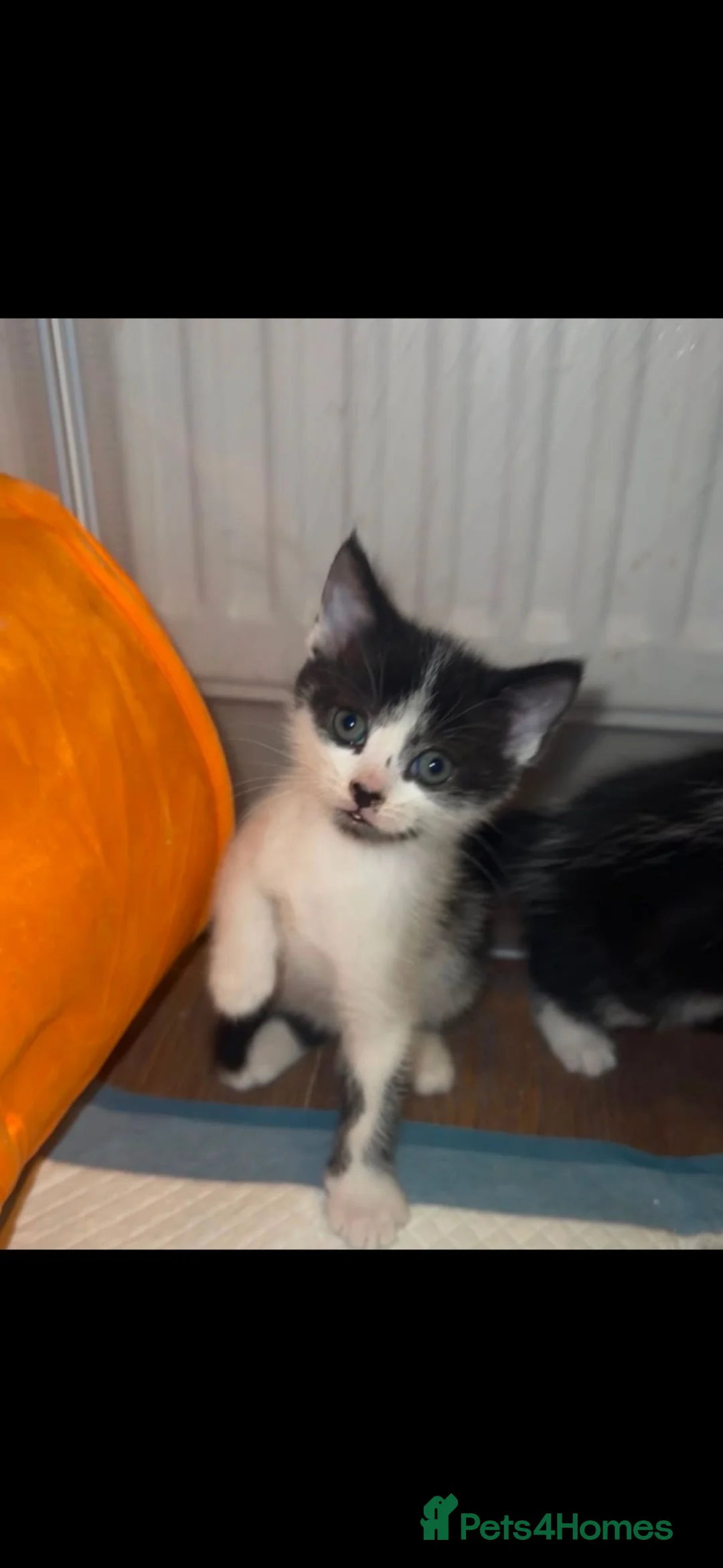 Mixed Breed cats for sale: X2 black and white male kittens in Mexborough - Advert 3