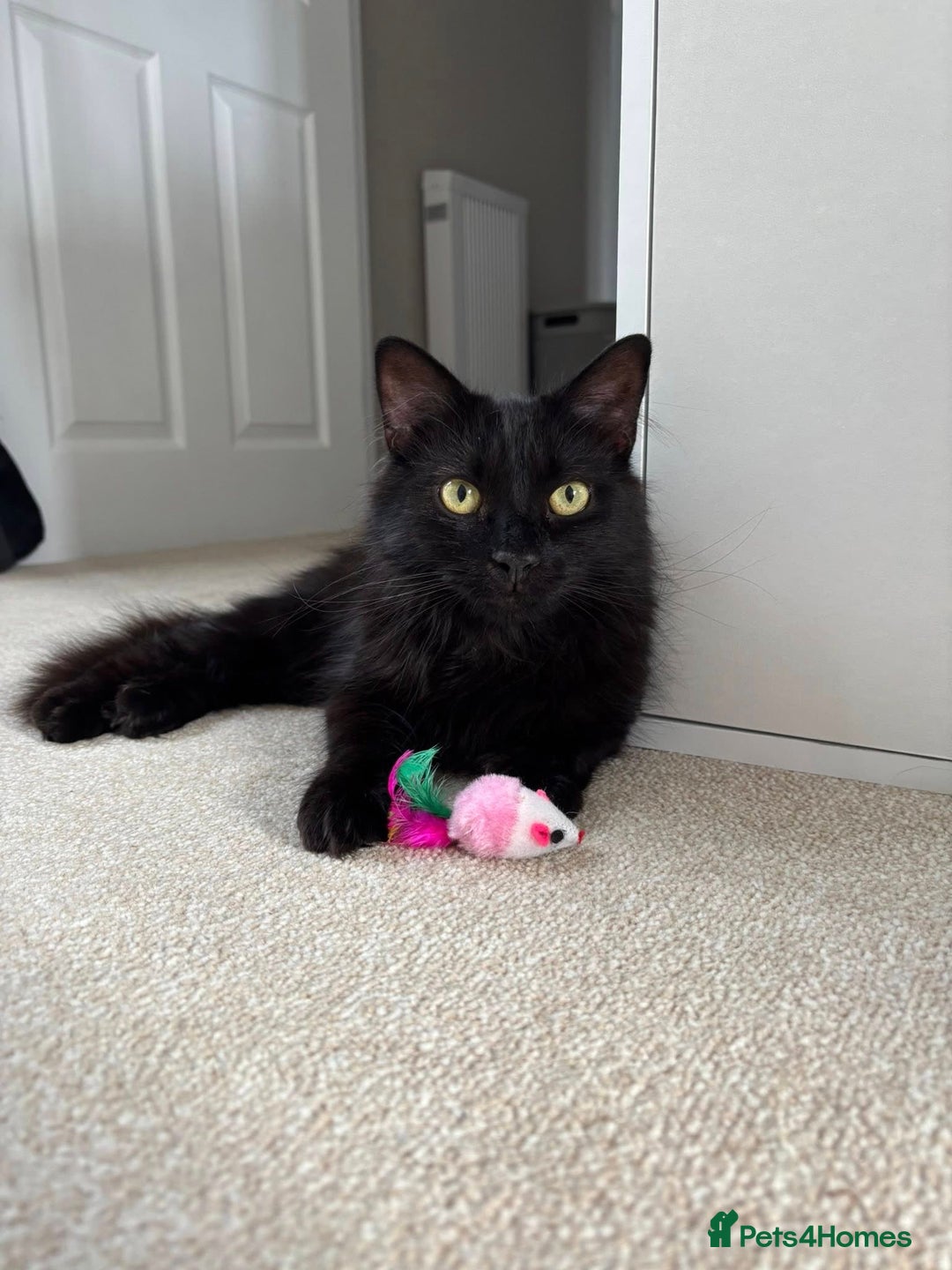 Domestic Shorthair cats for sale: Long Black Haired Male Cat - Advert 3