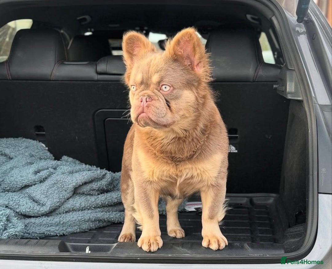 French Bulldog dogs for sale: Kc Registered Quality fluffy Isabella pink 🌟 - Image 7