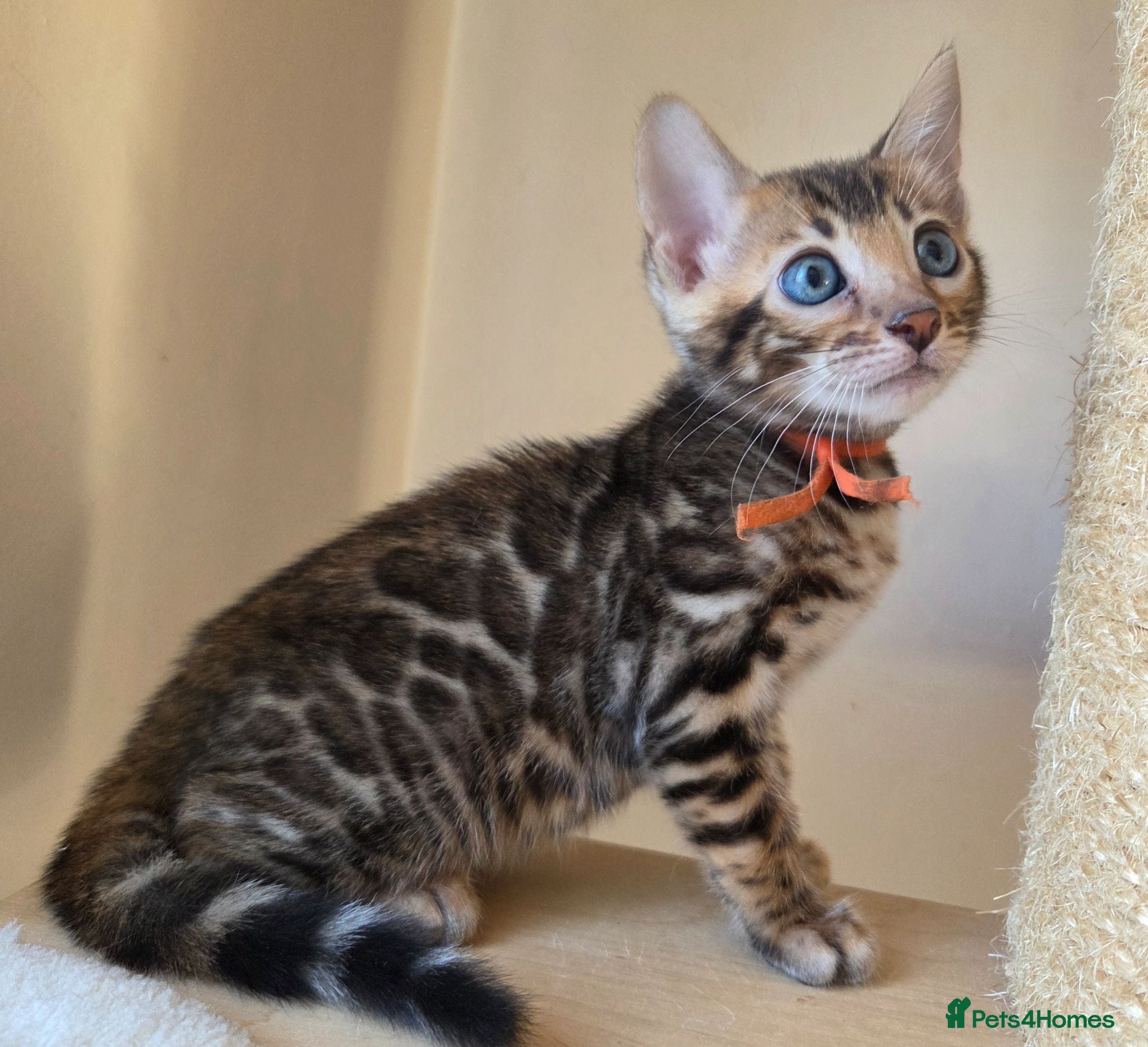 Bengal cats 💥LAST GIRL LEFT-Bengal Tica registered ⚜️ - Advert 11
