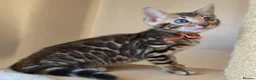 Bengal cats for sale: ⚜️Bengal kittens Tica registered ⚜️ - Advert 14
