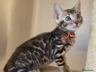 Bengal cats 💥LAST GIRL LEFT-Bengal Tica registered ⚜️ - Advert 11