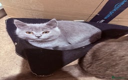 British Shorthair cats for sale: British Shorthair Kittens(1boy and 1girl leftonly) - Image 3