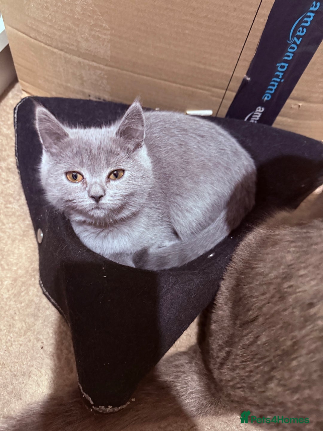 British Shorthair cats for sale: British Shorthair Kittens(1boy and 1girl leftonly) - Image 3
