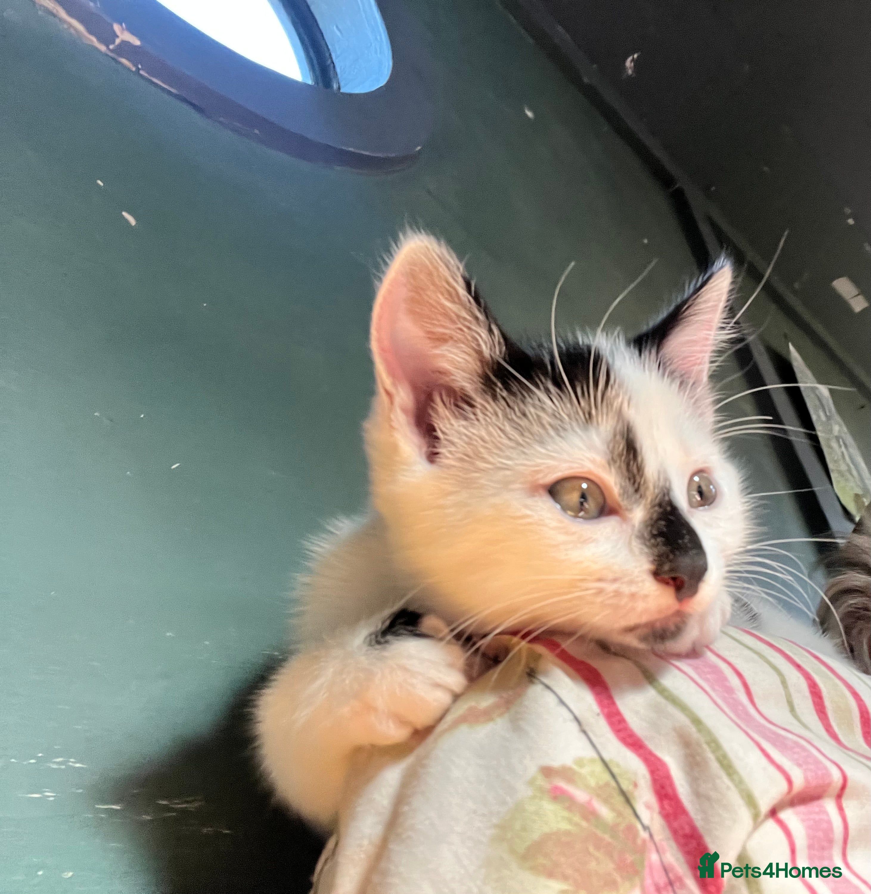 Domestic Shorthair cats 4 Cute Kittens  - Advert 18