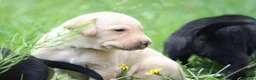 Labrador Retriever dogs for sale: Totally adorable, healthy and great line puppies - Advert 22