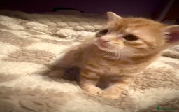 Bengal cats for sale: Beautiful ginger kittens - Image 3