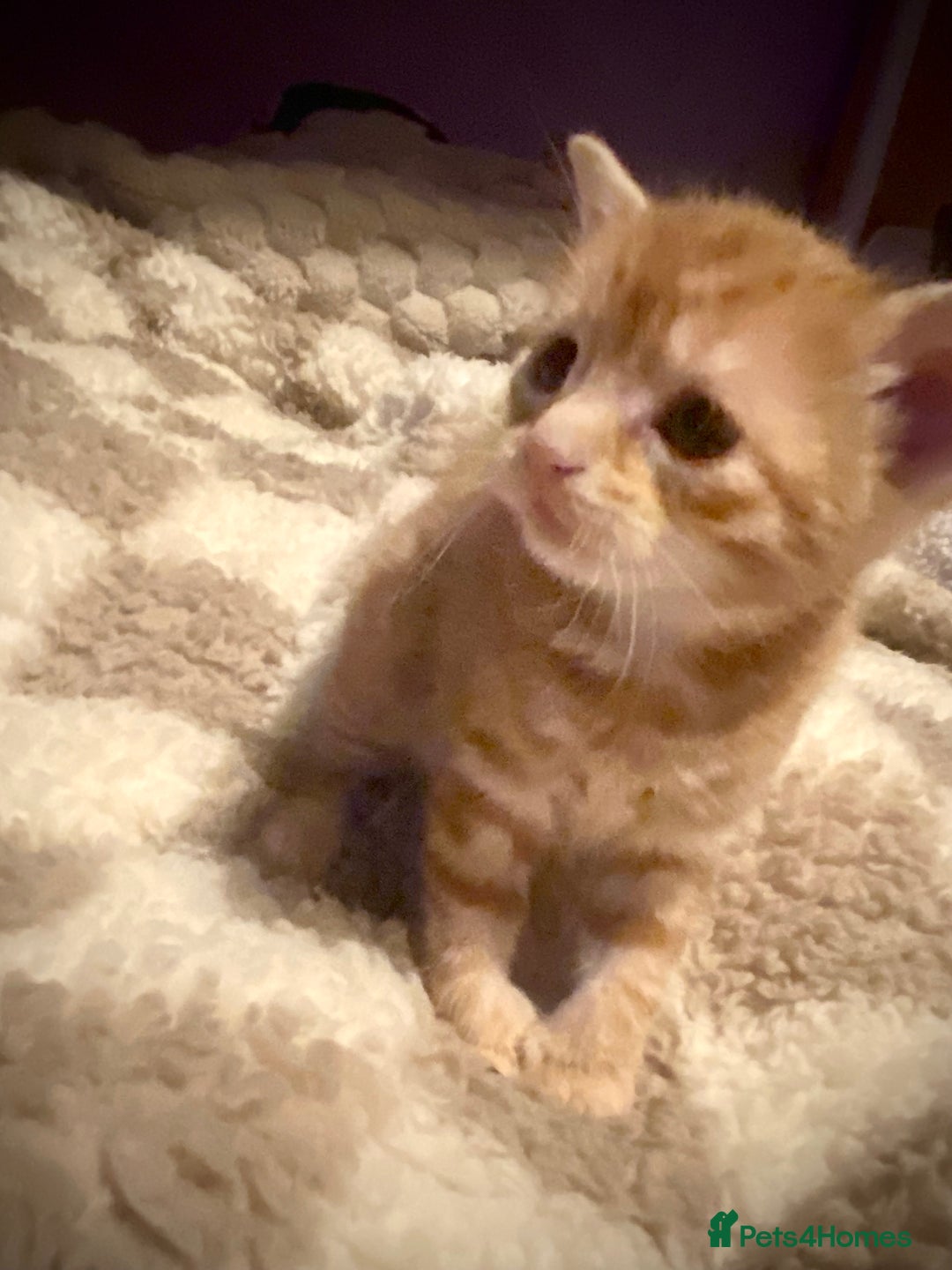 Bengal cats for sale: Beautiful ginger kittens - Image 3