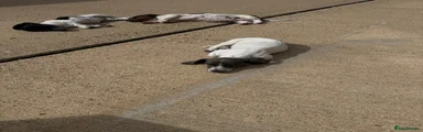 Miniature Dachshund 4