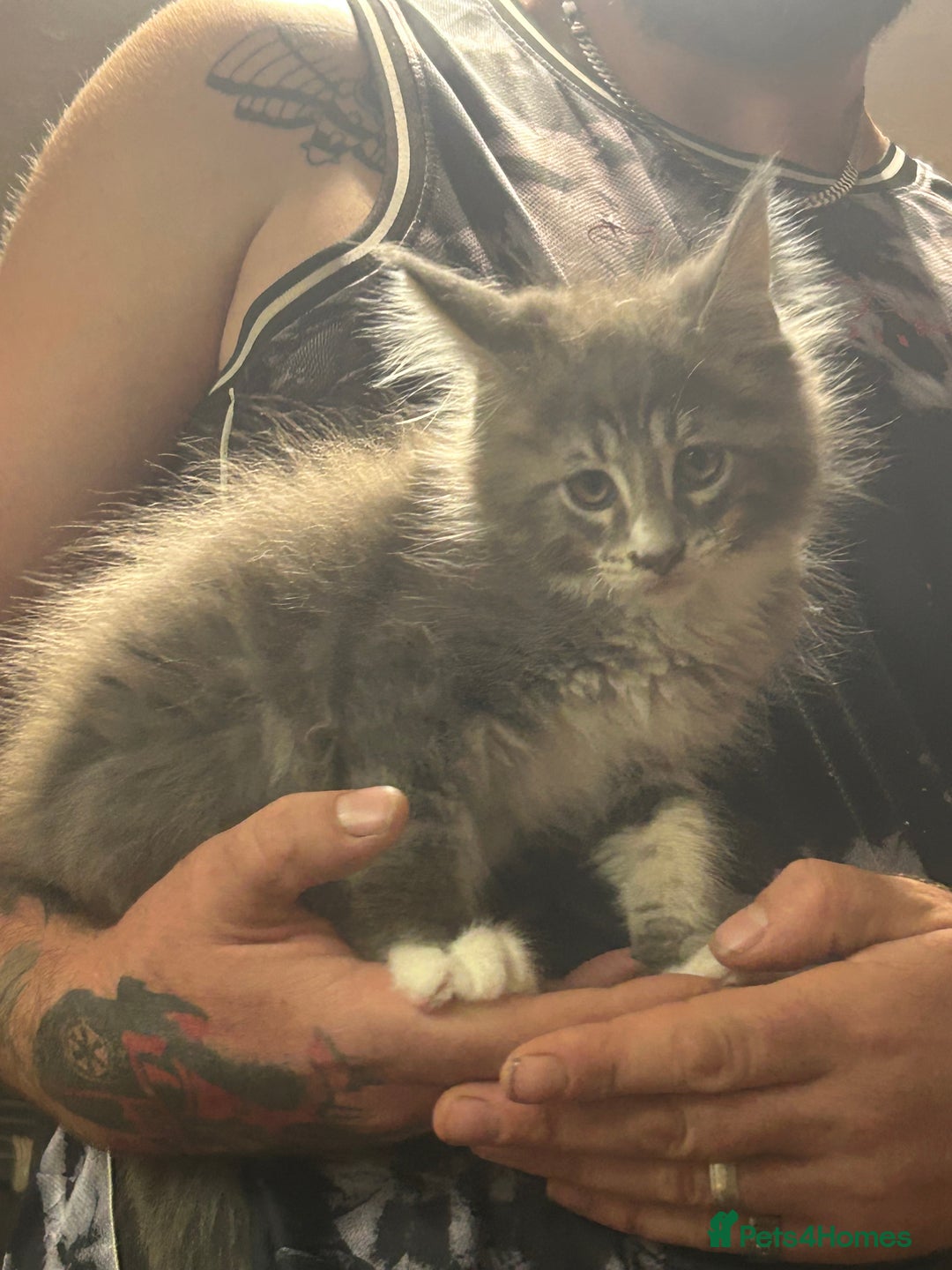 Maine Coon cats for sale: TICA Registered Maine Coon Kittens. Ready NOW in Doncaster - Image 14