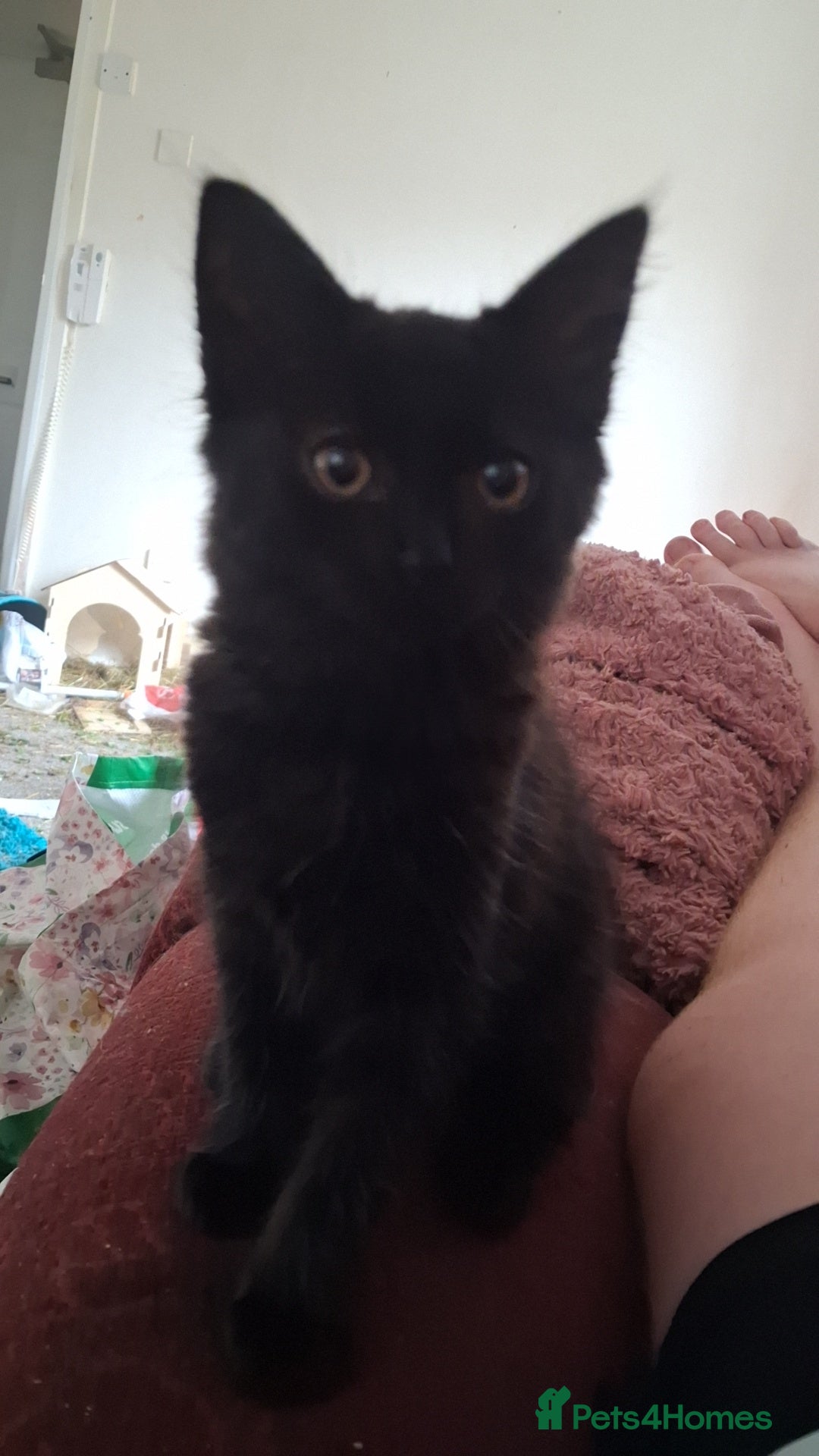 Mixed Breed cats for sale: 9 week old kittens - Image 2